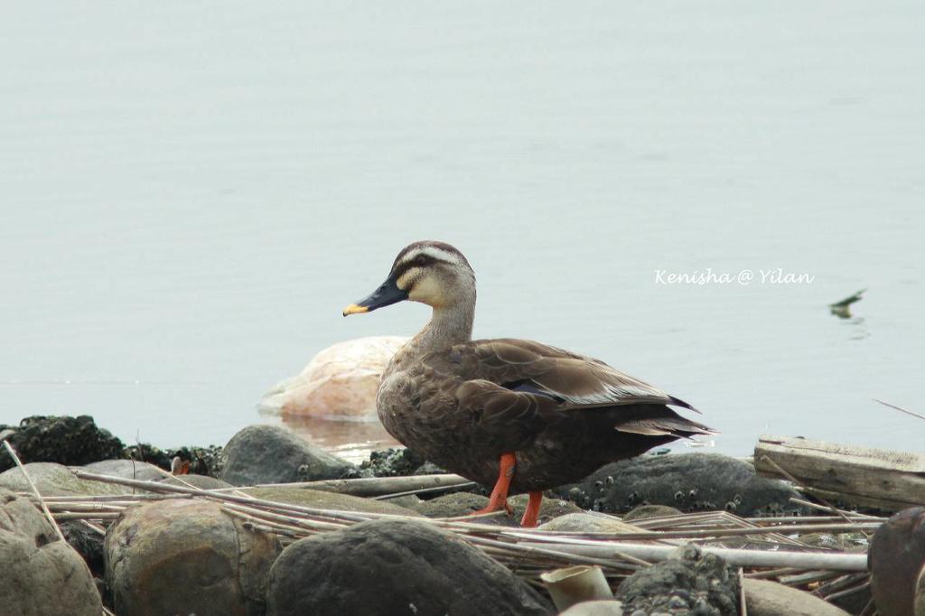 Water Bird Family Apartment Toucheng Exterior foto